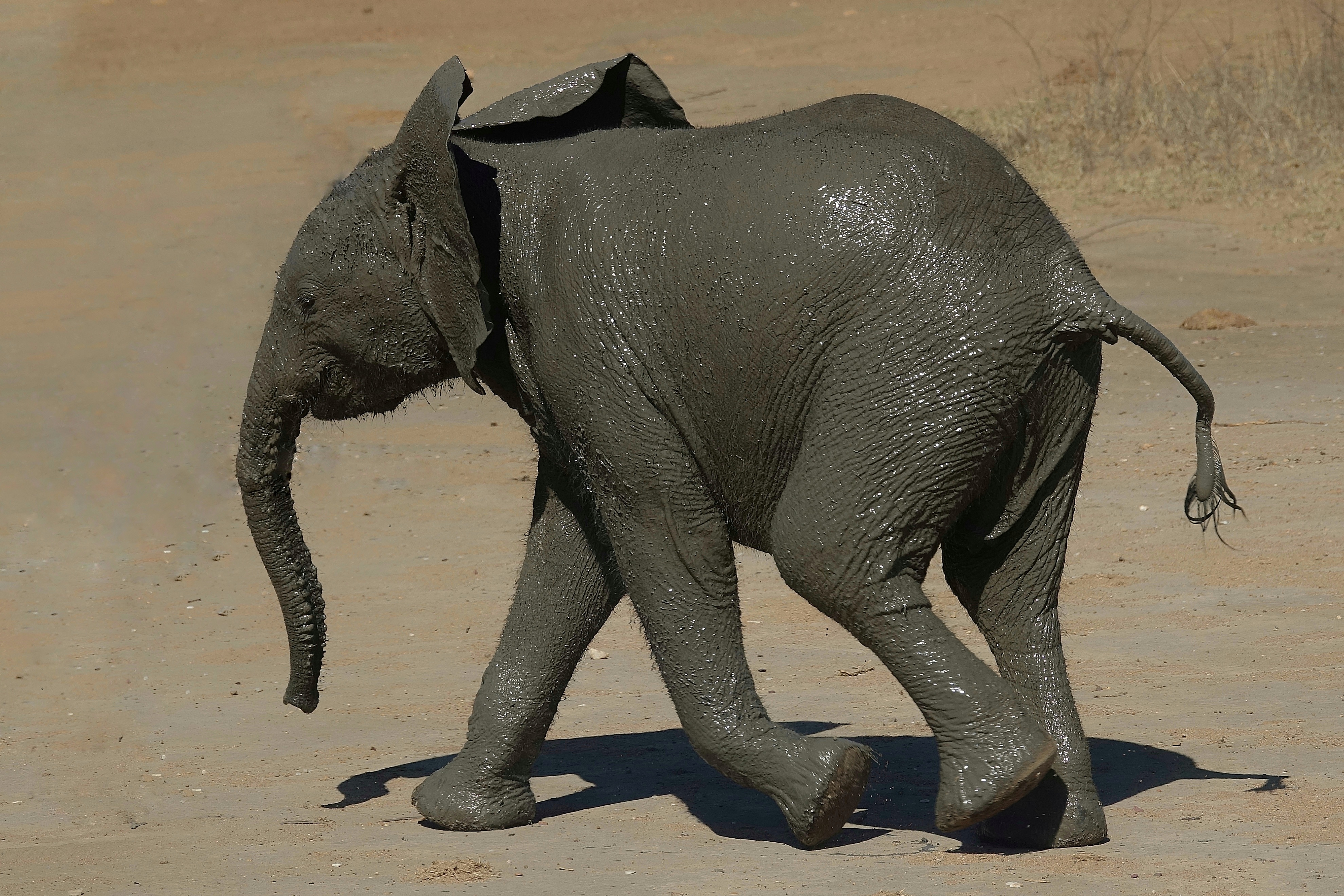 Éléphant solitaire